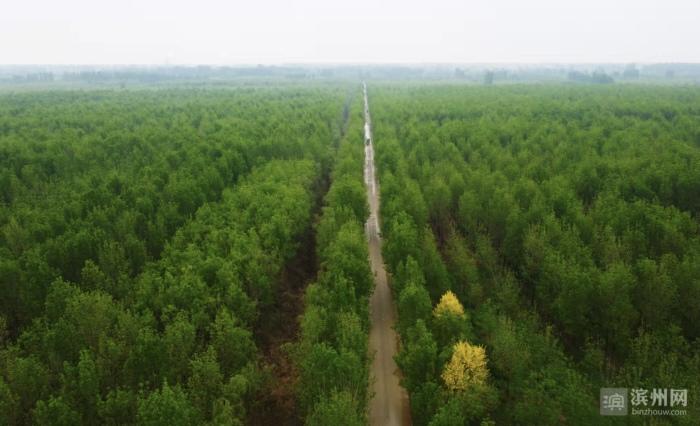 把握苗木产业发展脉搏,应势而为,开拓新局,持续放大苗木种植传统优势