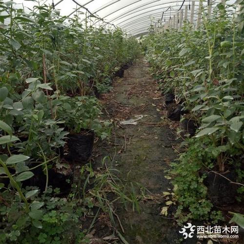 蓝莓苗木价格 泰安振兴农业分享蓝莓苗木种植经验