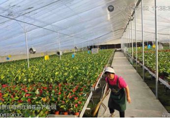 山东首单设施花卉保险在商河县落地 种花有保险 花农笑开颜