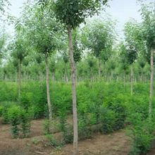 优质10公分白蜡价格图片大全 菏泽市牡丹区雨泽苗木种植中心